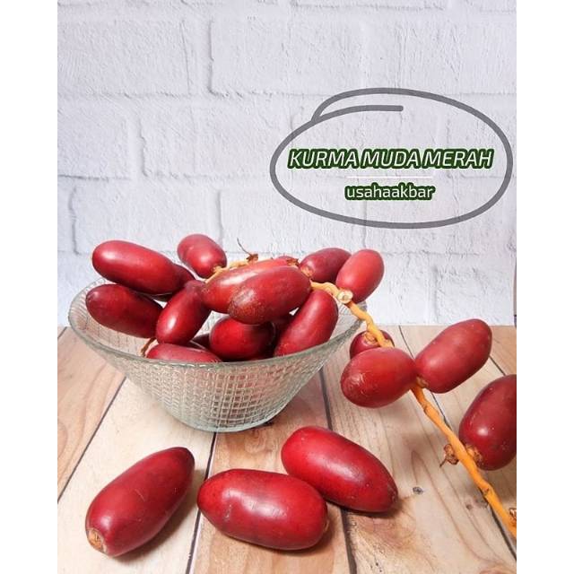 

Kurma Muda Untuk Promil Merah Buah Segar Fresh