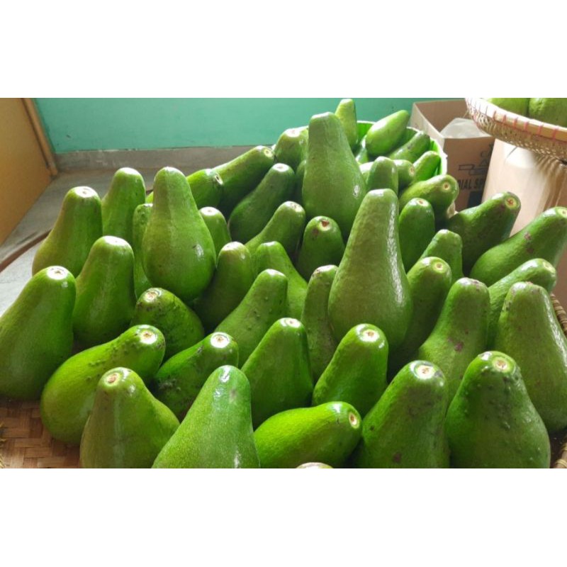

Alpukat mentega super fresh (mentah)1kg isi 2/3/4
