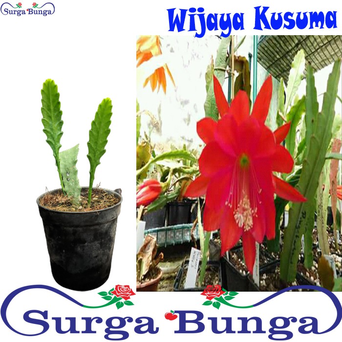 wijaya kusuma ackermanii (Epiphyllum oxypetalum) bibit tanaman hias