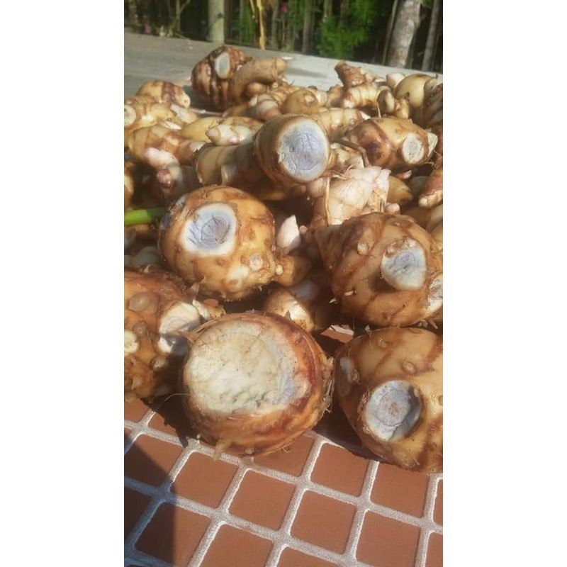 

Temu ireng/kunyit hitam asli bersih dari tanah 250grm