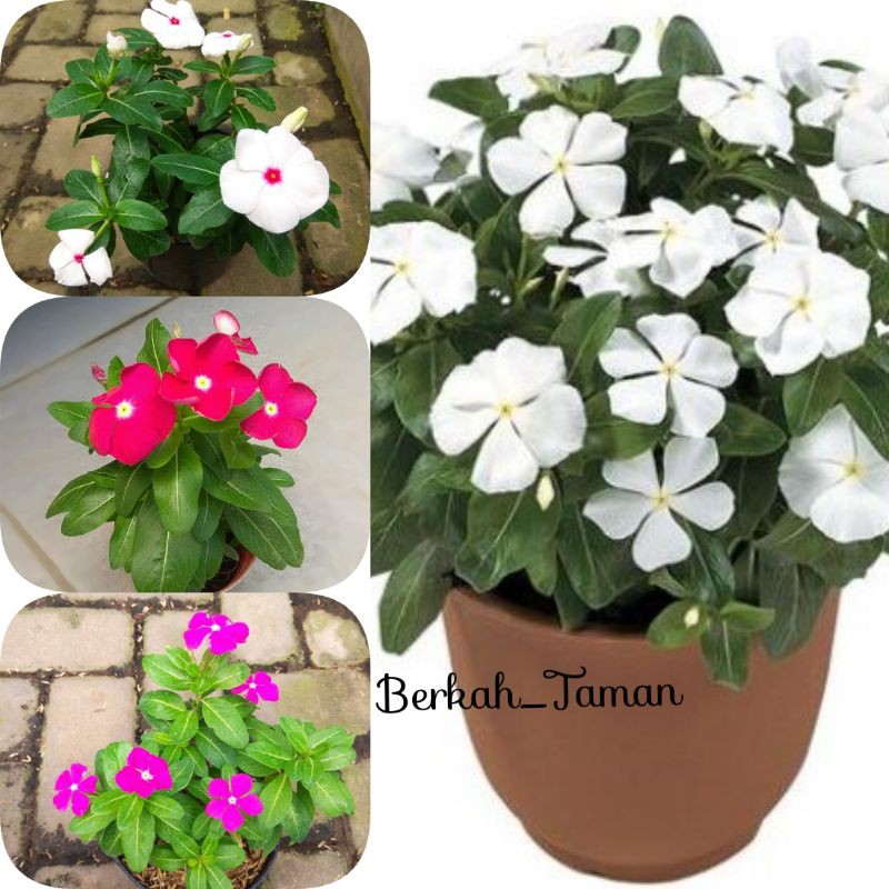 TANAMAN HIAS TAPAK DARA BUNGA PINGKA/BIBIT TANAMAN BUNGA PINGKA TAPAK DARA