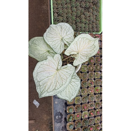 Caladium White Jaguar / Keladi White Jaguar