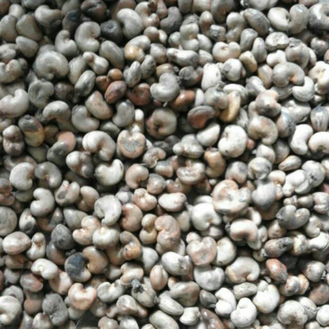 

Bibit jambu mete