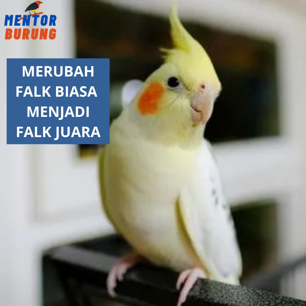 Speaker Masteran Burung Falk Parkit Australia Beo Kakatua Cockatiel Gacor Jernih Berjeda Mp3 Masteran Mp3 Audio Burung Falk