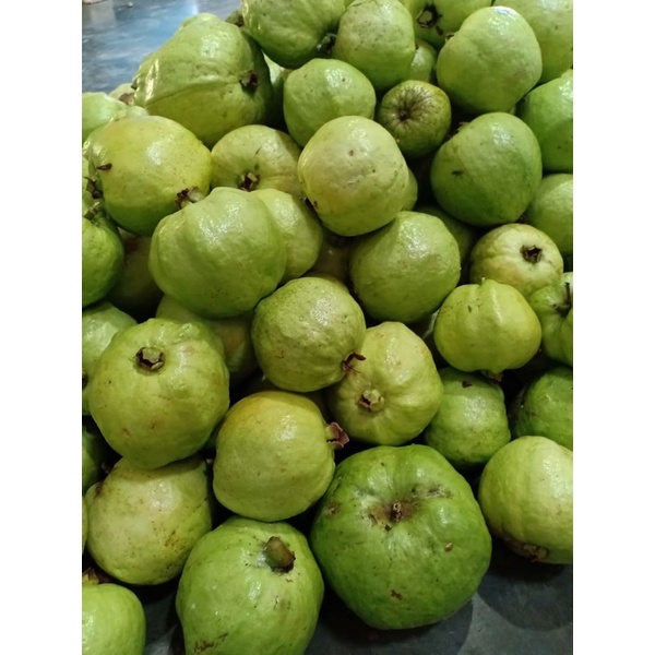 

JAMBU CRISTAL