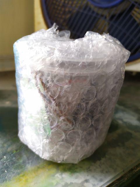 Marimo Moss Ball In Jar Tinggi 240 Ml 1< Alga Jepang