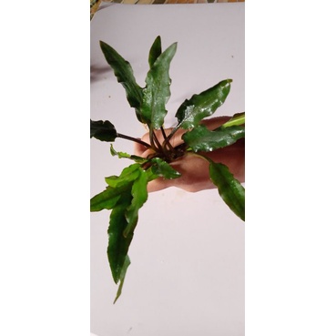 cryptocoryne tanaman aquascap-1