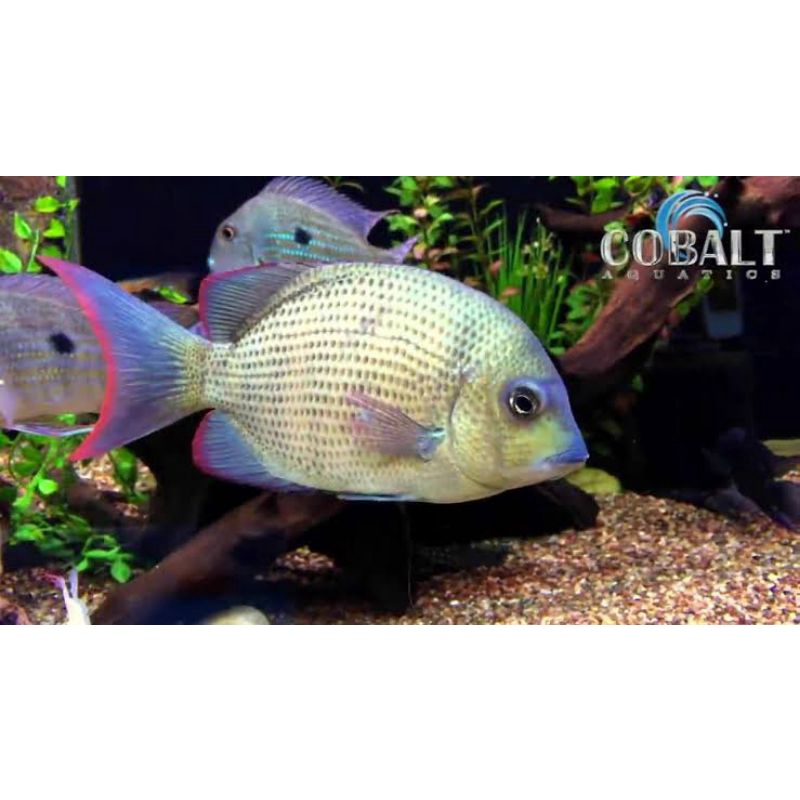 MENARAMBO CICHLID  10 cm