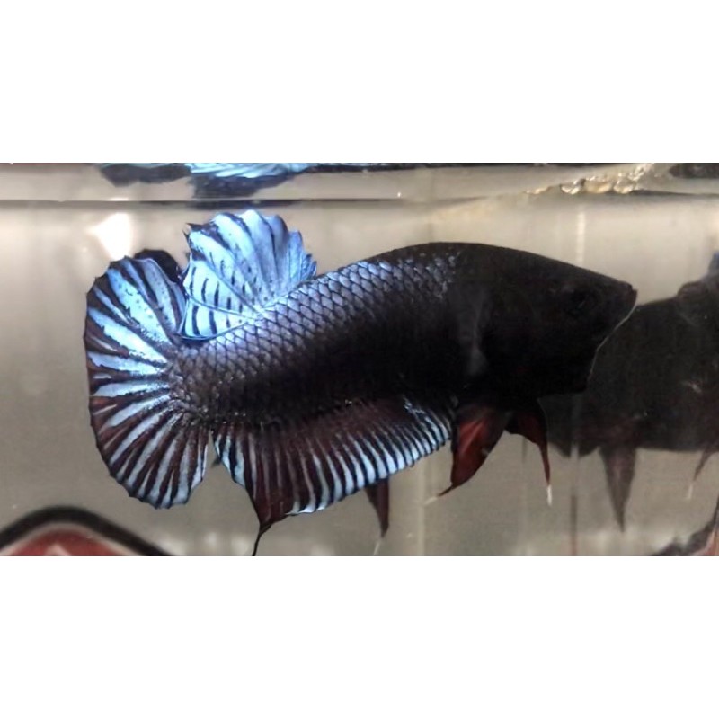 ikan cupang aduan mds (Medan super)