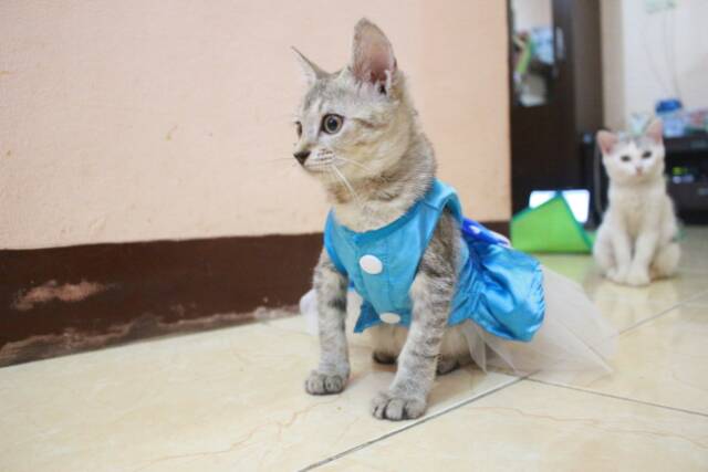 Dress princess elsa frozen V.3 untuk kucing dan anjing lucu murah meriah terlaris size S-XL