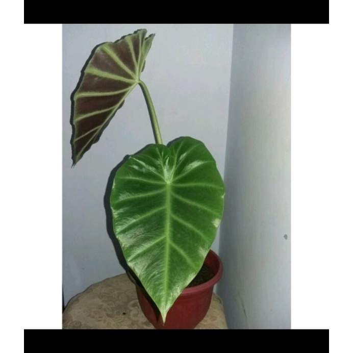 Alocasia Remusatia Vivipara