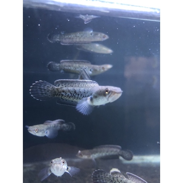 Stewartii Premium 6-7cm