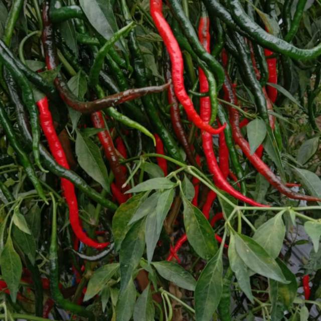 60 biji benih cabe keriting lokal unggul (bisa COD)