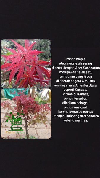 pohon maple korea-tanaman maple kore-pohon hias unik