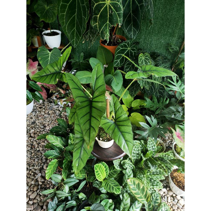 Alocasia Princeps Borneo