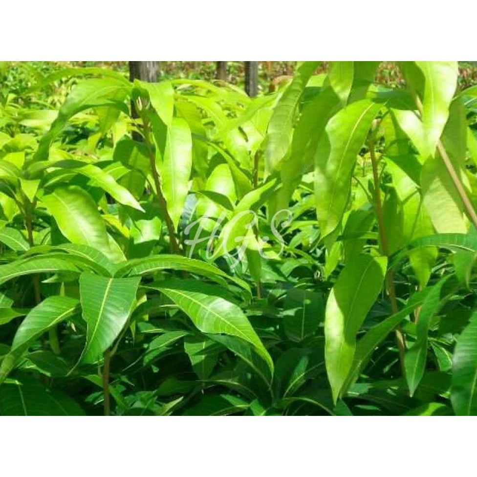 BIBIT TANAMAN BUAH MANGGA MAHATIR @*