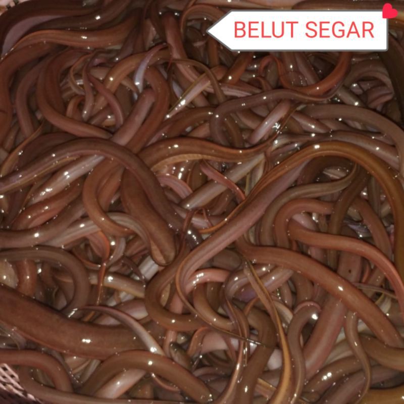 

BELUT SEGAR