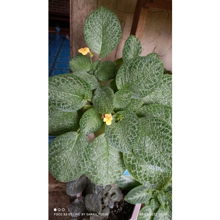 episcia spring fling bunga kuning