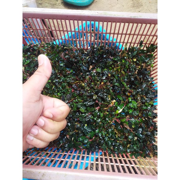 bucephalandra mini phantom porsi keranjang