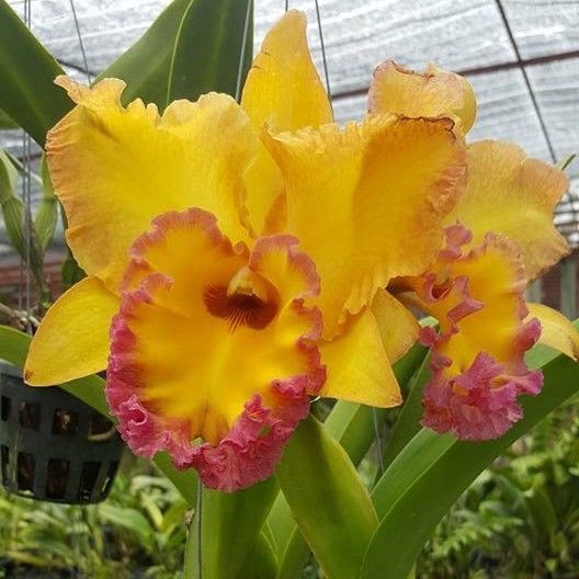 PROMO Paket 3 Anggrek Cattleya Remaja