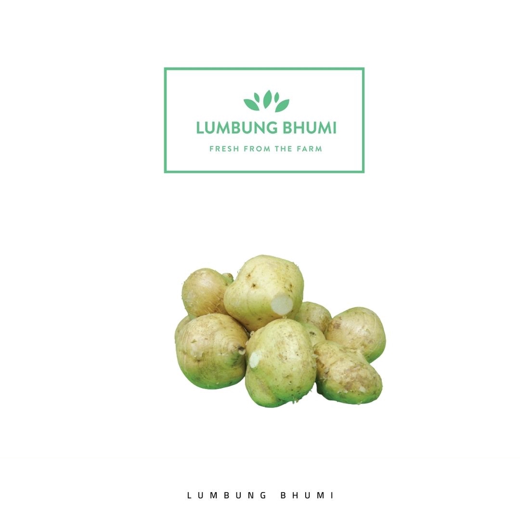 

Lumbung Bhumi - Bengkoang 500 Gr ( Sayur Curah )
