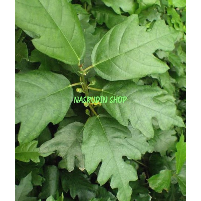 

[Fresh] BIBIT FICUS MONTANA TANAMAN HIAS UYAH UYAHAN