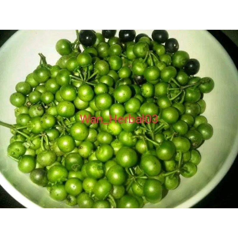 

Buah leunca segar 1kg lalapan khas sunda