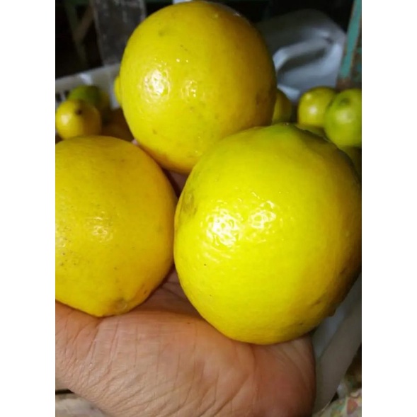 

❤AMA MARKET❤ LEMON CALIFORNIA SEGAR