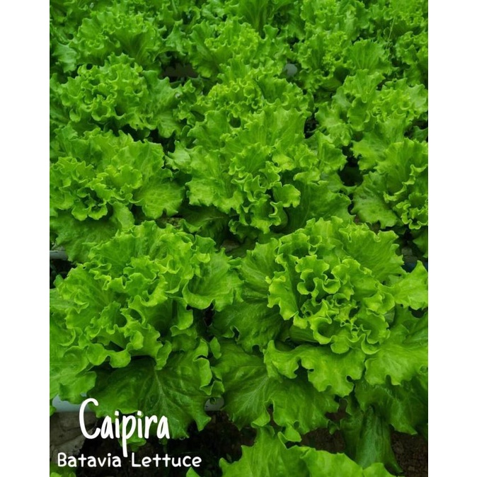 Benih Bibit Selada Batavia Lettuce Caipira - Indo Seed Berkualitas