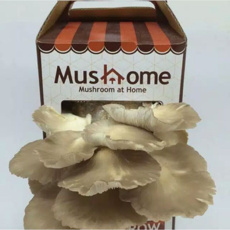 

MusHome Cokelat
