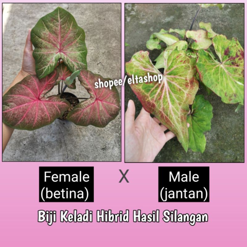 PROMO Biji Keladi Hibrid - Benih Caladium hasil silangan induk seperti di foto