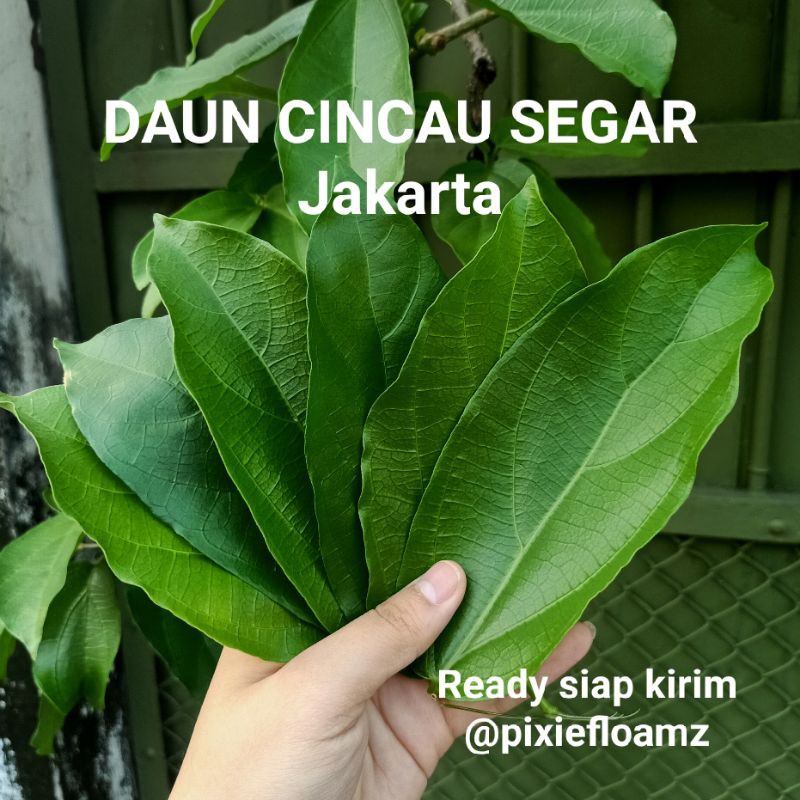 

DAUN CINCAU HIJAU SEGAR SIAP OLAH • Langsung petik