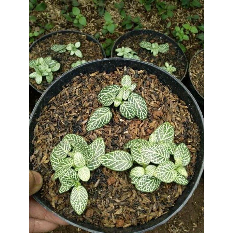 

pitonia mini