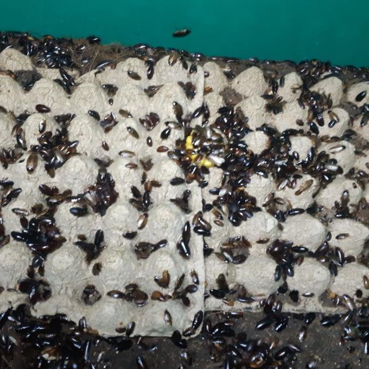 KECOA BATU / KECOA TANAH / CORO / CEMERENDE / KEMELENDE UMPAN MANCING GALATAMA , UMAN MANCING HARIAN