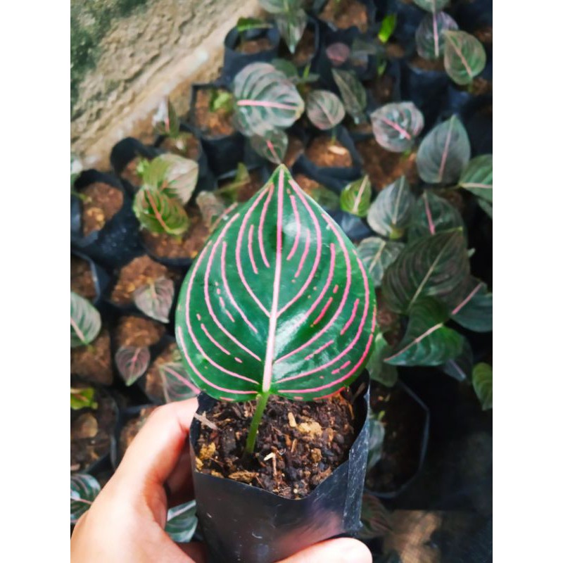 bibit aglonema rotundum aceh daun 1 (plant min 15 batang) bisa COD