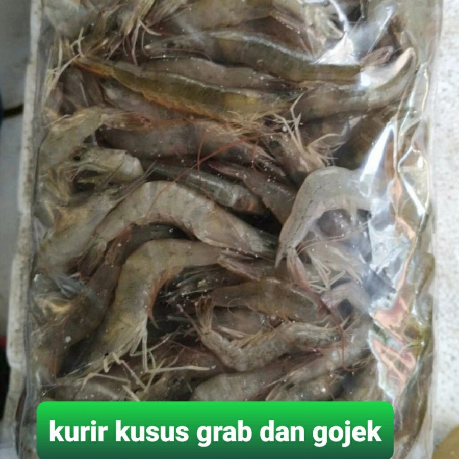 

Udang Api Besar Dan Kecil