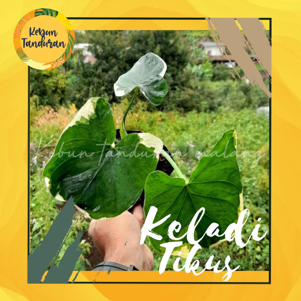 Keladi kantong semar/keladi tikus varigata