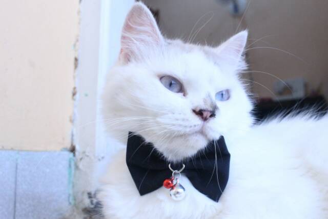 Dasi hewan lucu / dasi kucing imut / aksesoris kucing black bowtie size adult kitten