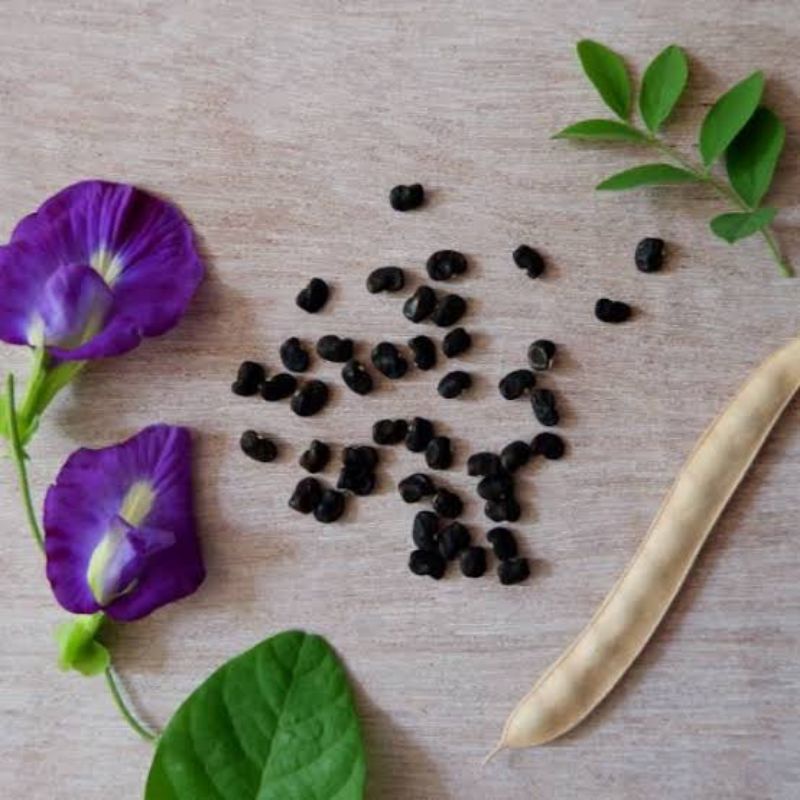 biji bunga telang ungu