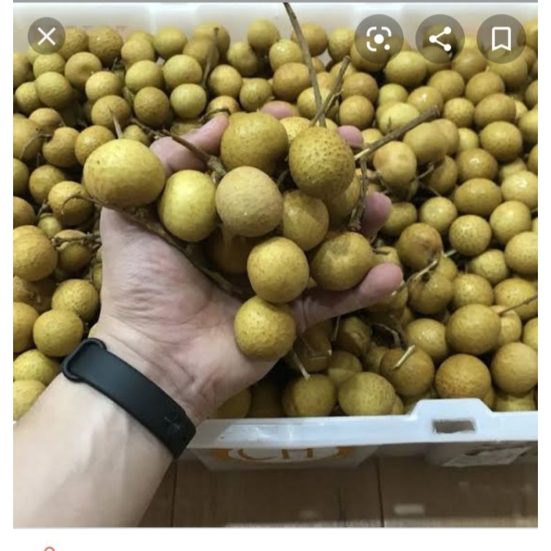 

BUAH SEGAR ALBAROKAH-LENGKENG BANGKOK SUPER JUMBO