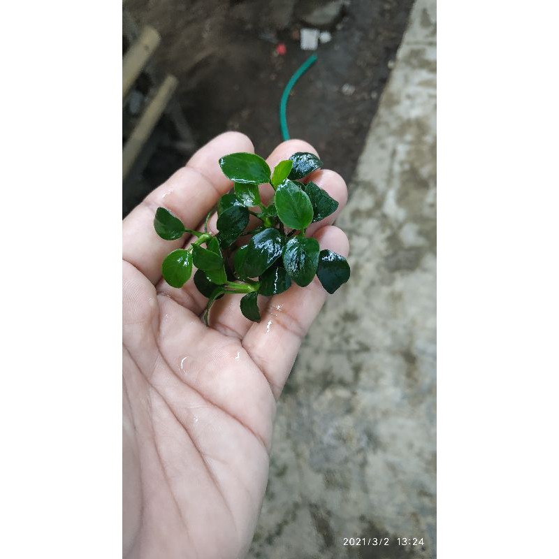 anubias petit tropica