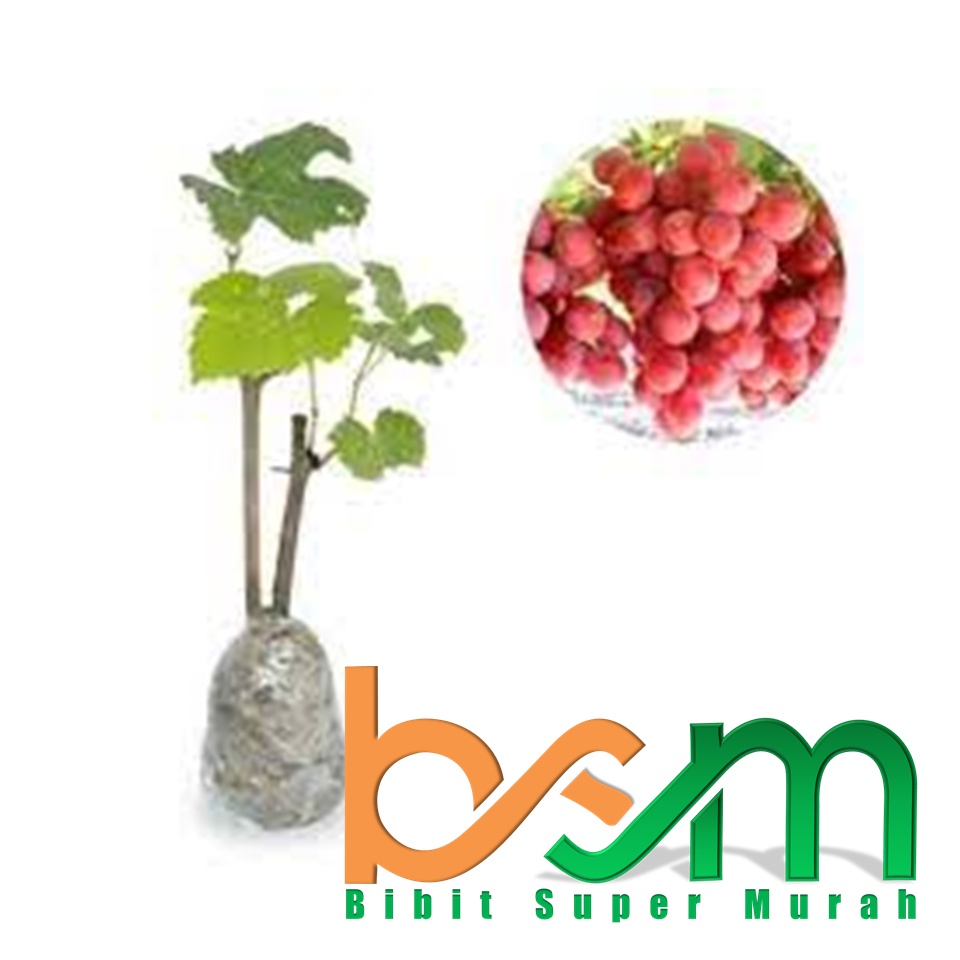 Bibit Anggur Angelica Import Valid Bergaransi