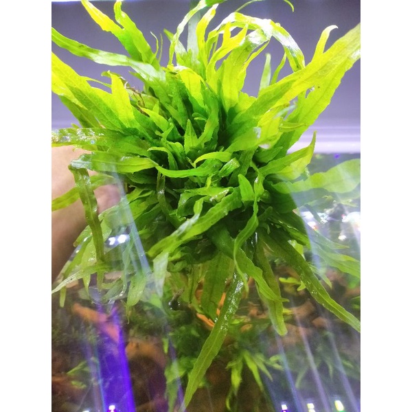 kadaka trident tanaman aquascape