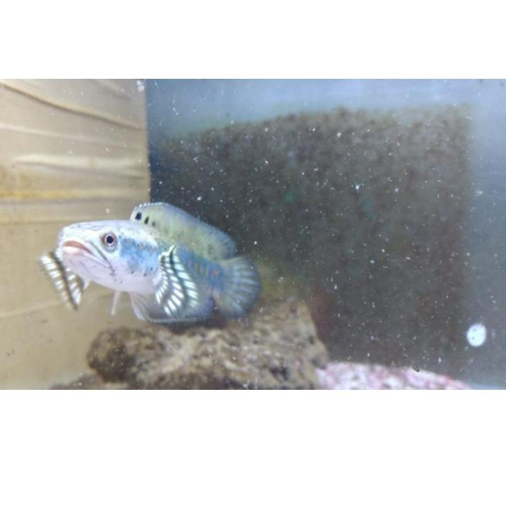 ღ Channa blue pulchra size 5-6cm grade A |free pelet premium blue ゅ