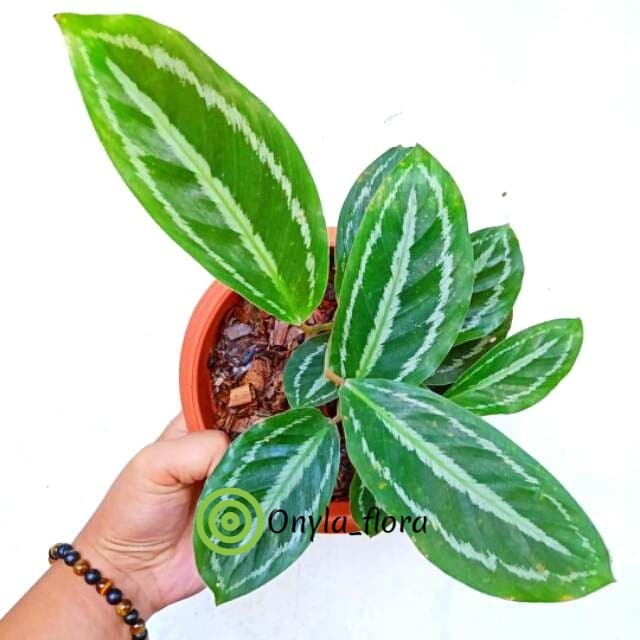 Tanaman Hias Indoor Calathea Silverbeck Mini Bibit Tanaman Indoor Hias