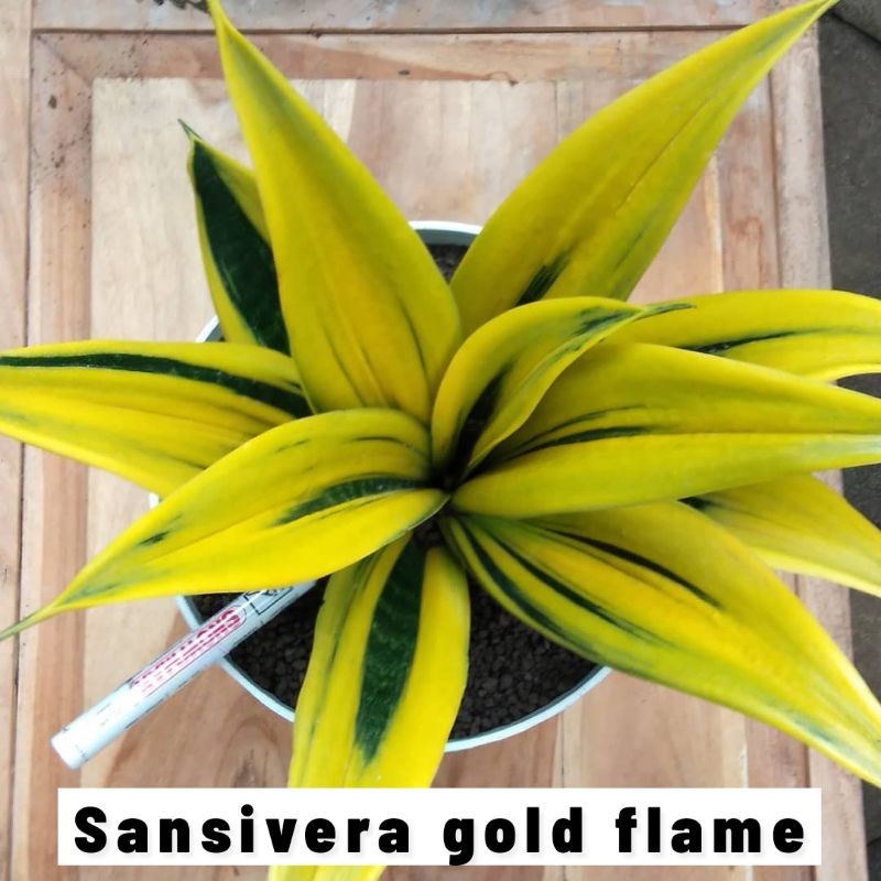 Tanaman Hias Sansivera gold flame - sansivera golden flame