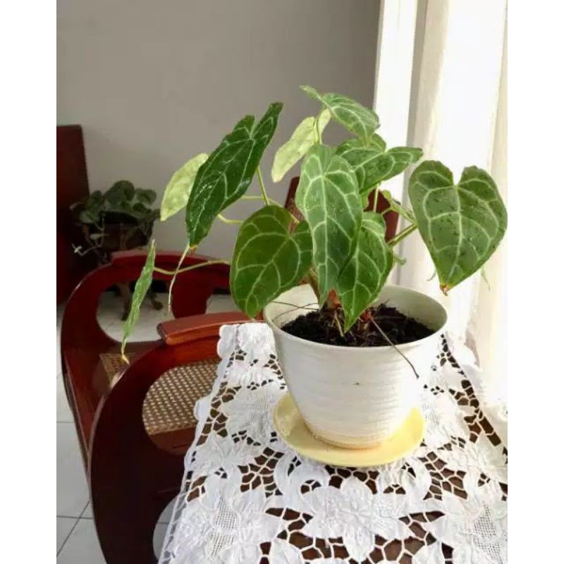 Tanaman hias kuping gajah/anturium kuping gajah