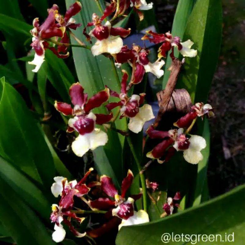 anggrek dendrobium dewasa spike