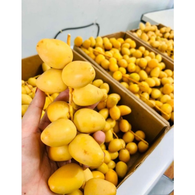 

[PO] 1kg Ruthob Kurma Muda Kuning Segar Promil Alami