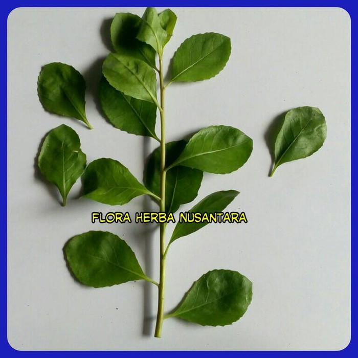 

Daun Beluntas Daun Bluntas ( Per Helai) By As